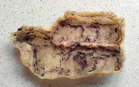 Rock Moulding From Bark 6